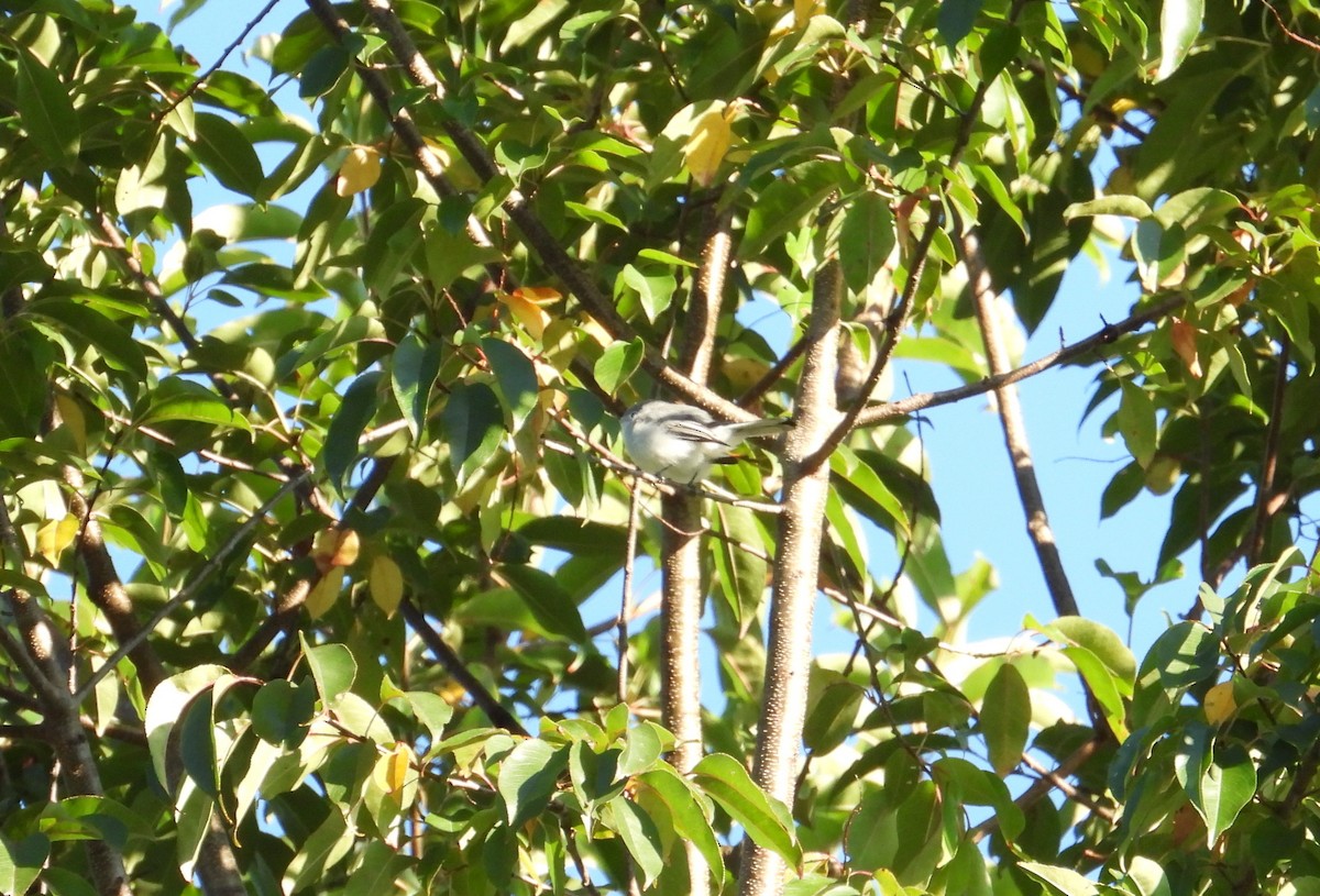 Blue-gray Gnatcatcher - ML641061772