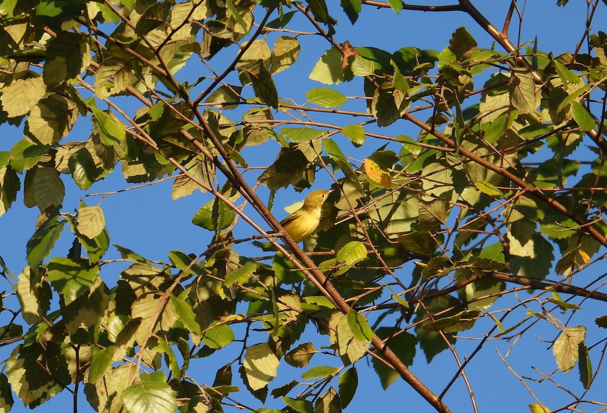 Yellow Warbler - ML641061782