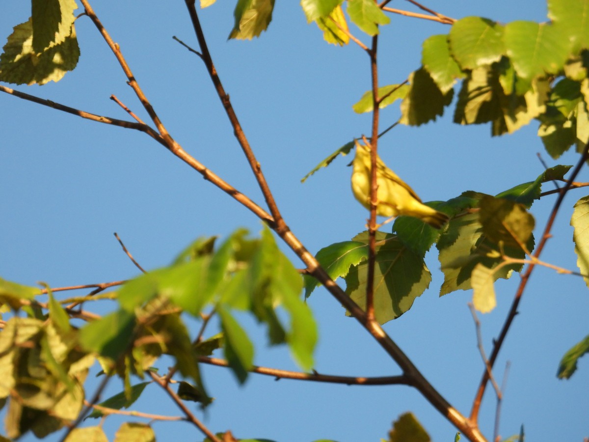 Yellow Warbler - ML641061784
