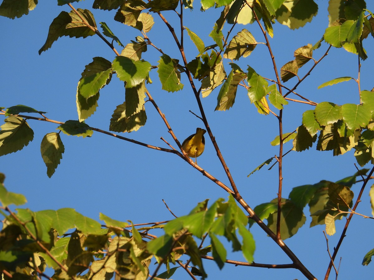 Yellow Warbler - ML641061786