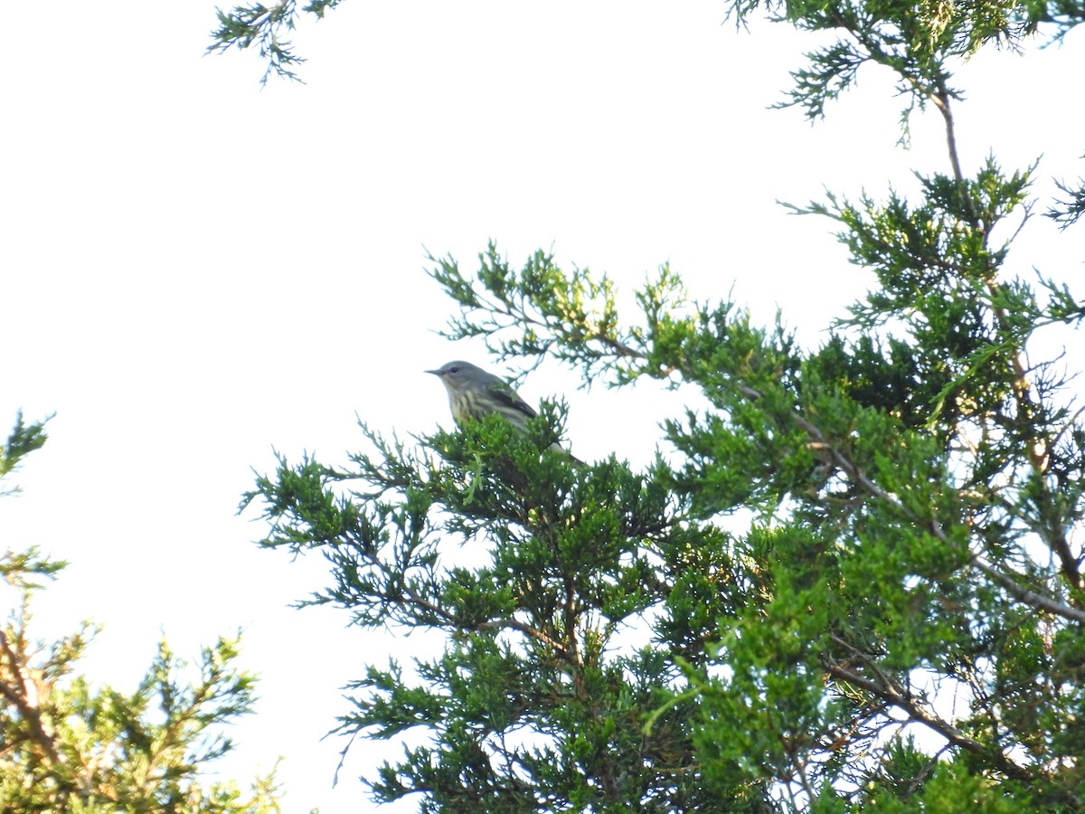Cape May Warbler - ML641061803