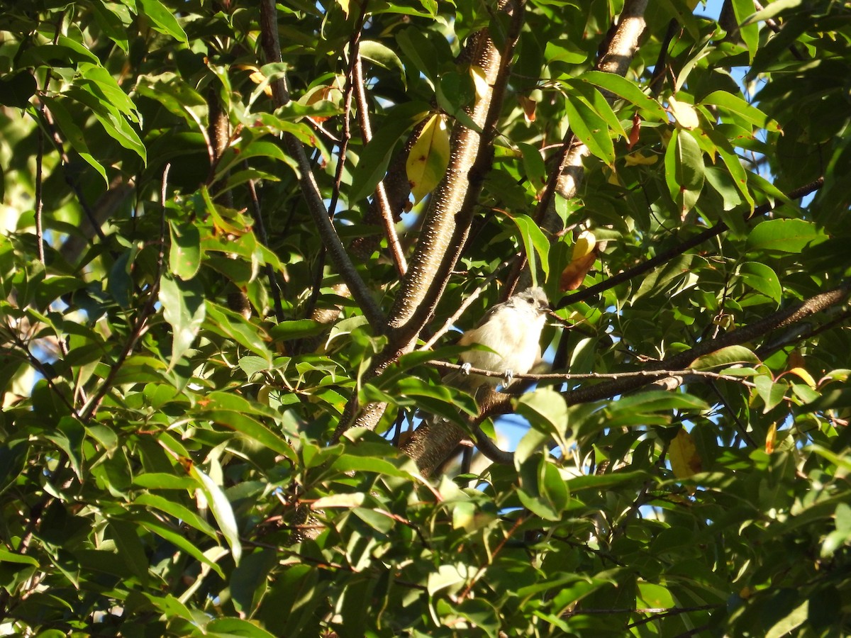 Tufted Titmouse - ML641061823