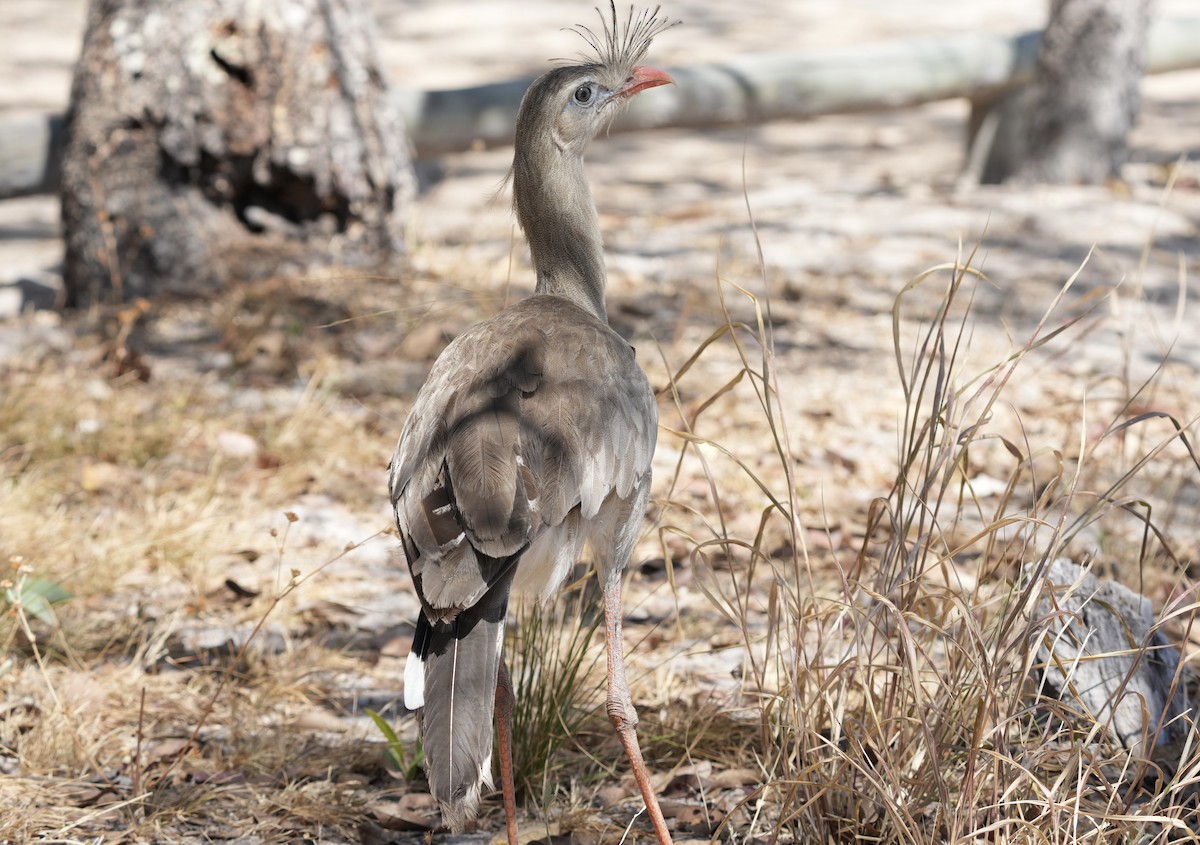 Red-legged Seriema - ML641061830