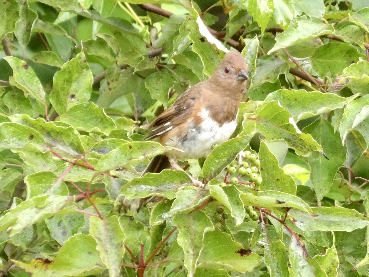 Eastern Towhee - ML641061852