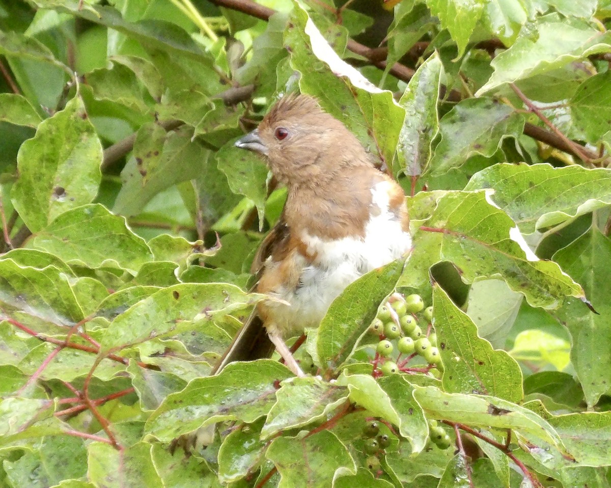 Eastern Towhee - ML641061853