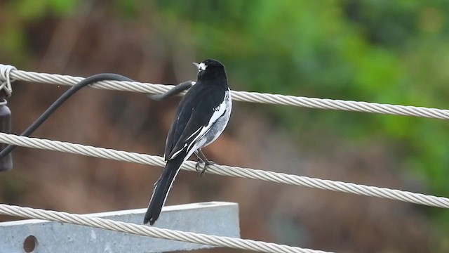 White-browed Wagtail - ML641061892