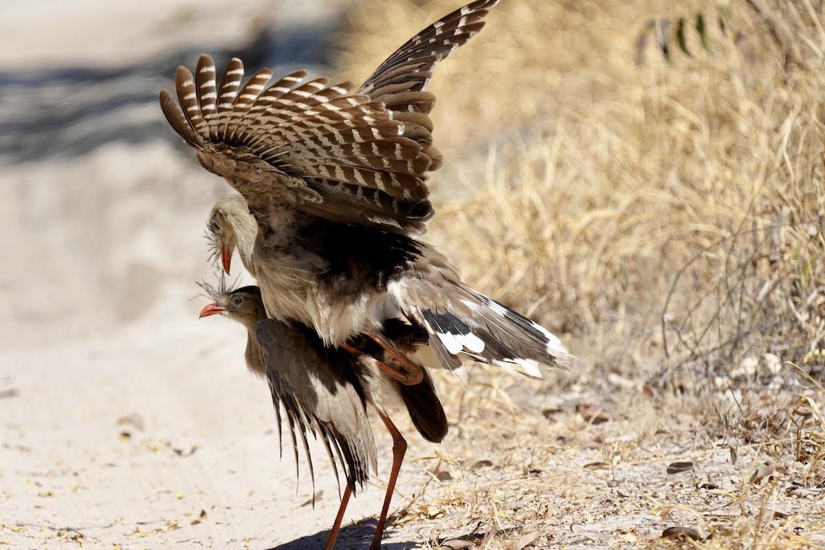 Red-legged Seriema - ML641061907