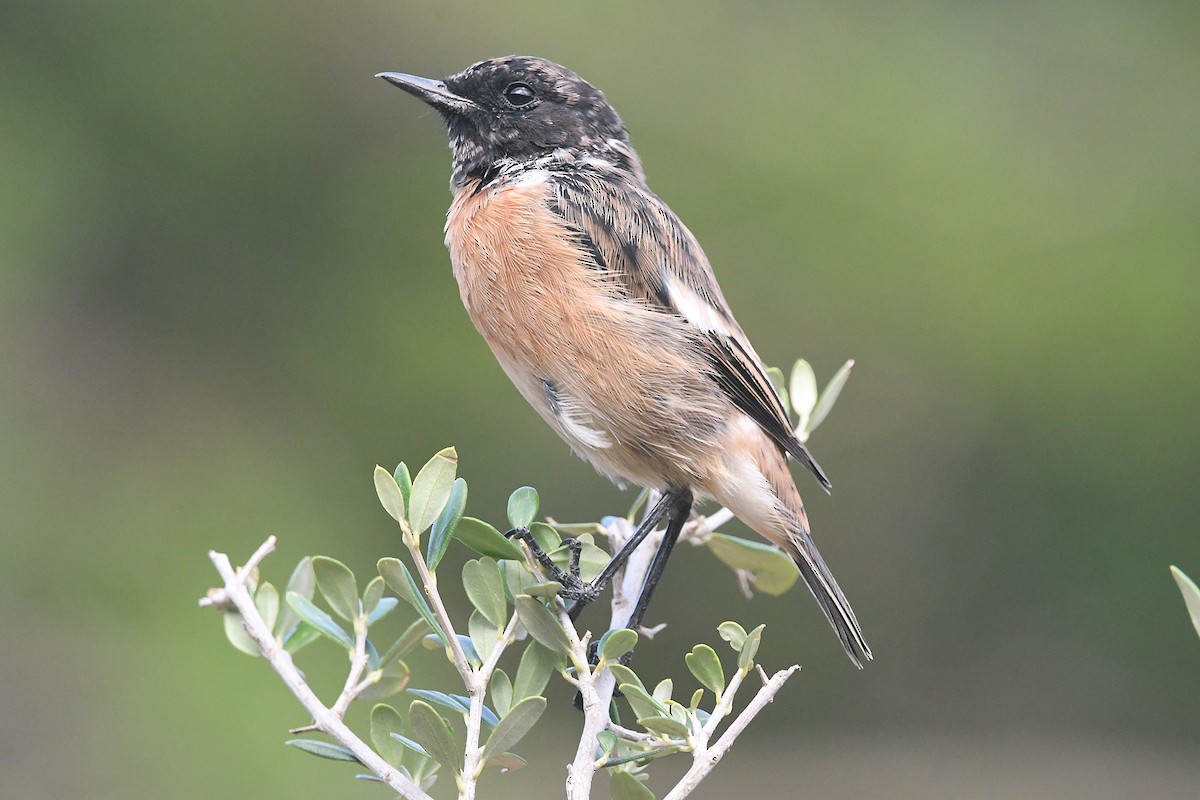 European Stonechat - ML641061922