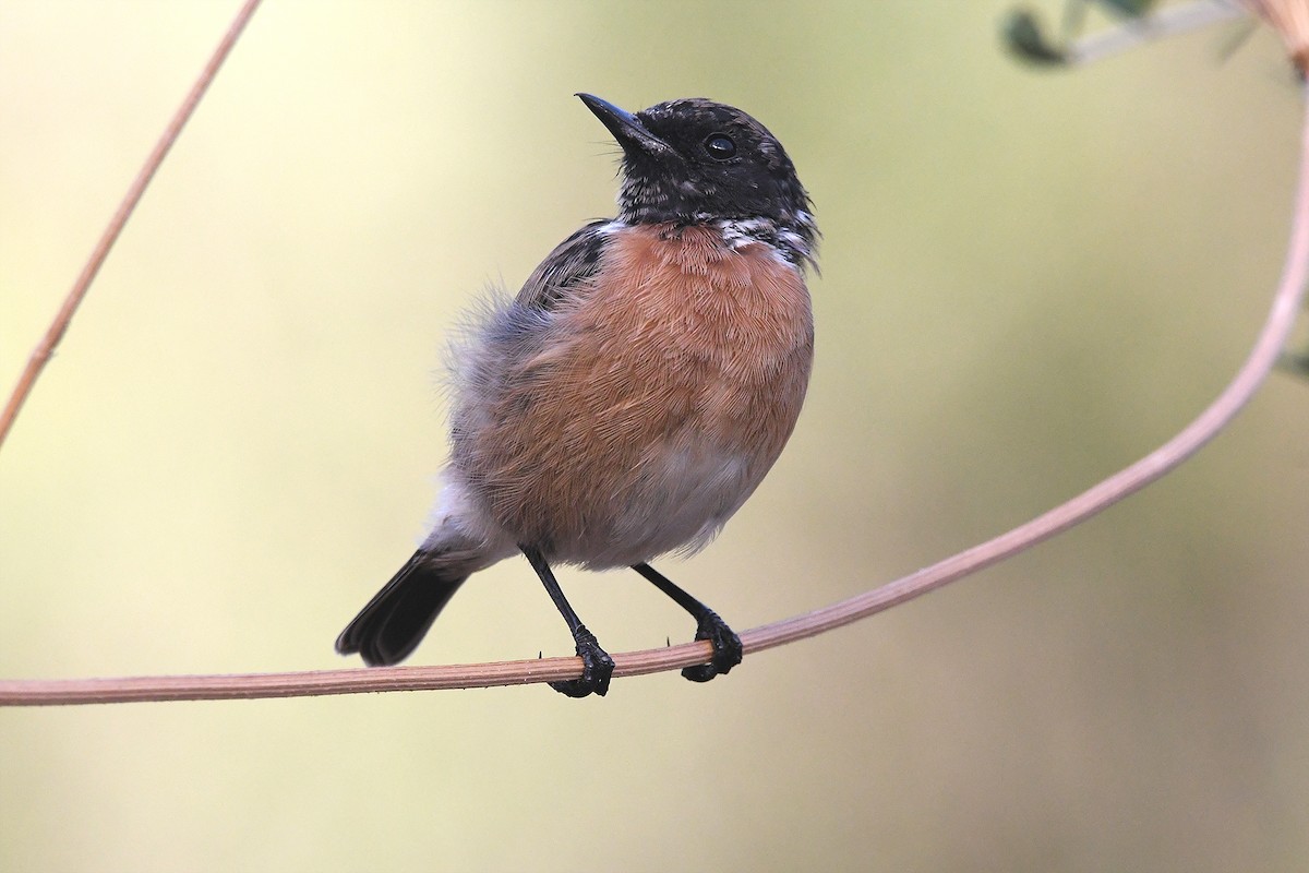 European Stonechat - ML641061926