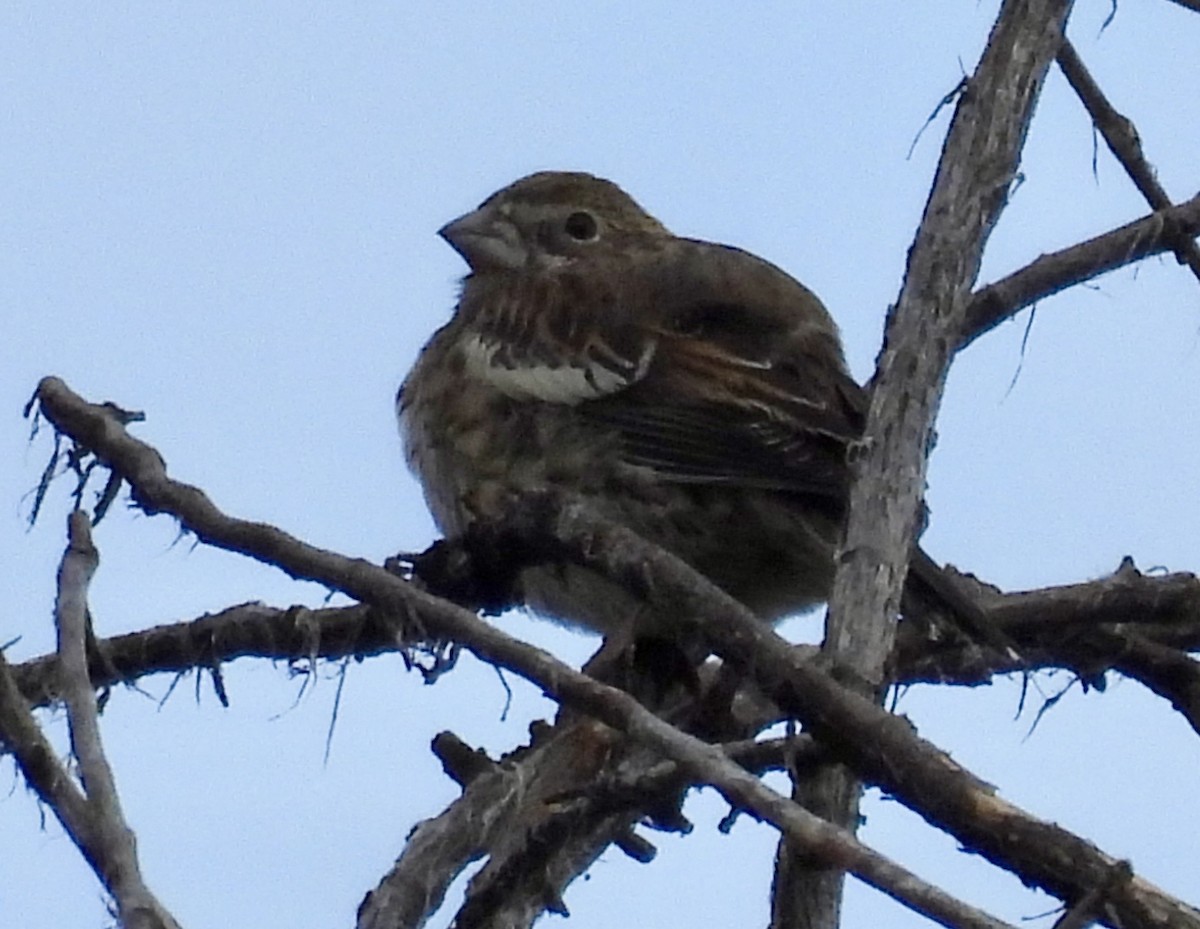 Lark Bunting - ML641061934