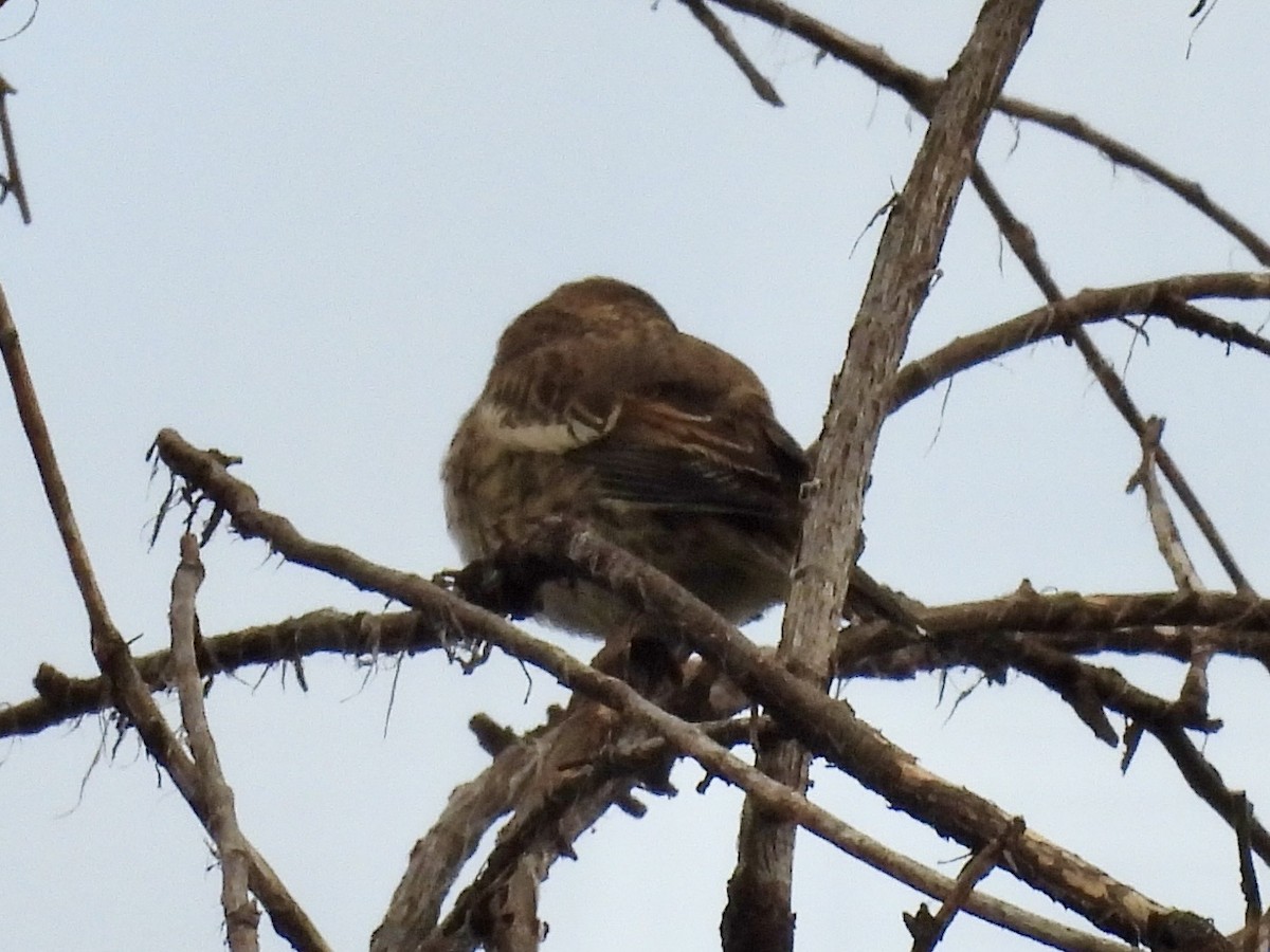 Lark Bunting - ML641061935