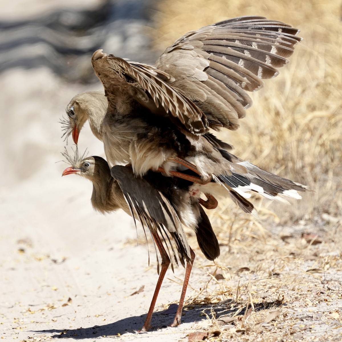 Red-legged Seriema - ML641061945