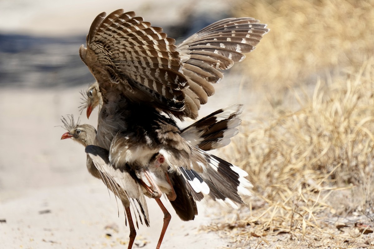 Red-legged Seriema - ML641061993