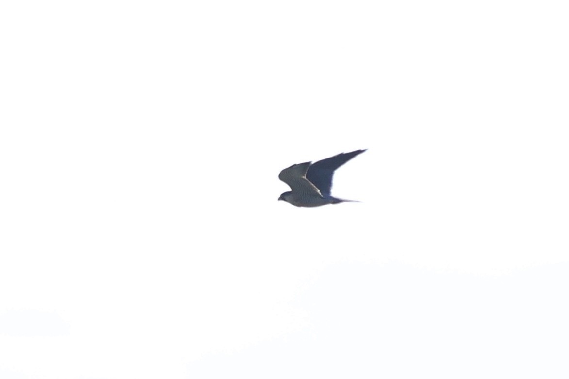 Peregrine Falcon - ML641062000