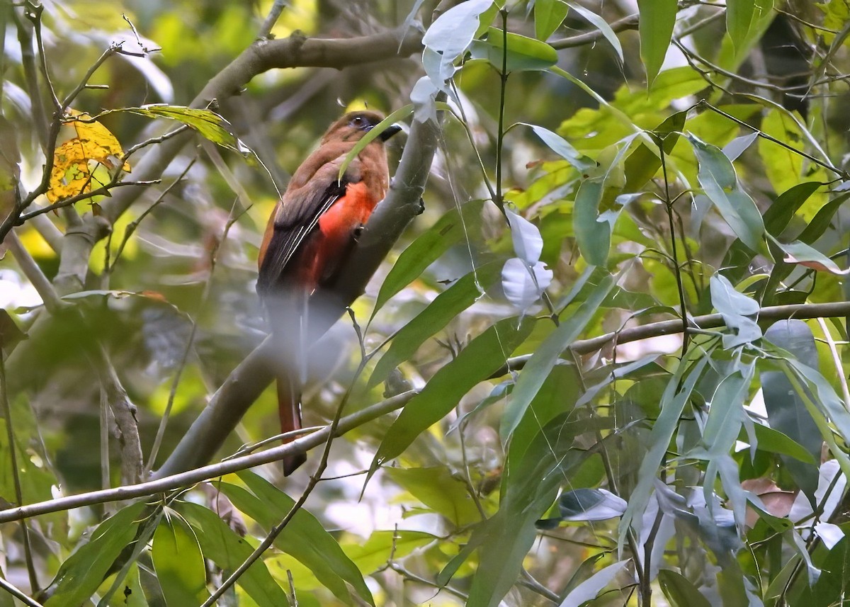 Red-headed Trogon - ML641062069