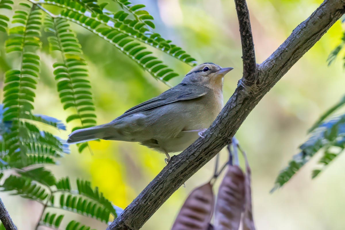 Worm-eating Warbler - ML641062084