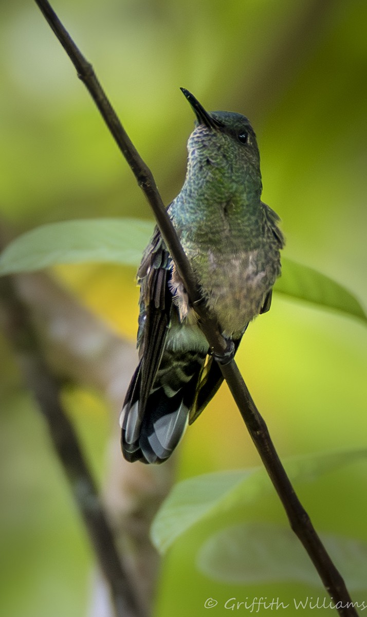 Scaly-breasted Hummingbird - ML641062085