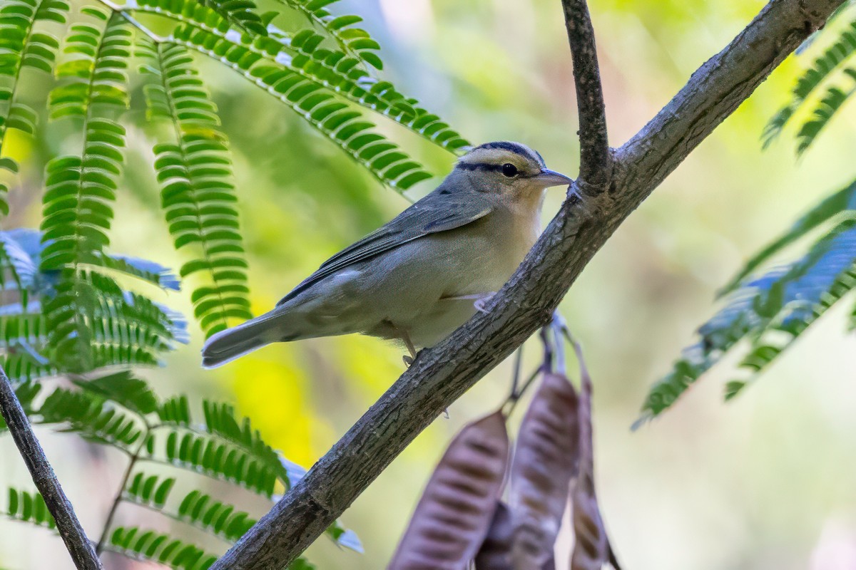 Worm-eating Warbler - ML641062086