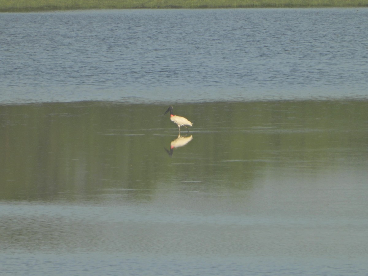 Jabiru - ML641062089