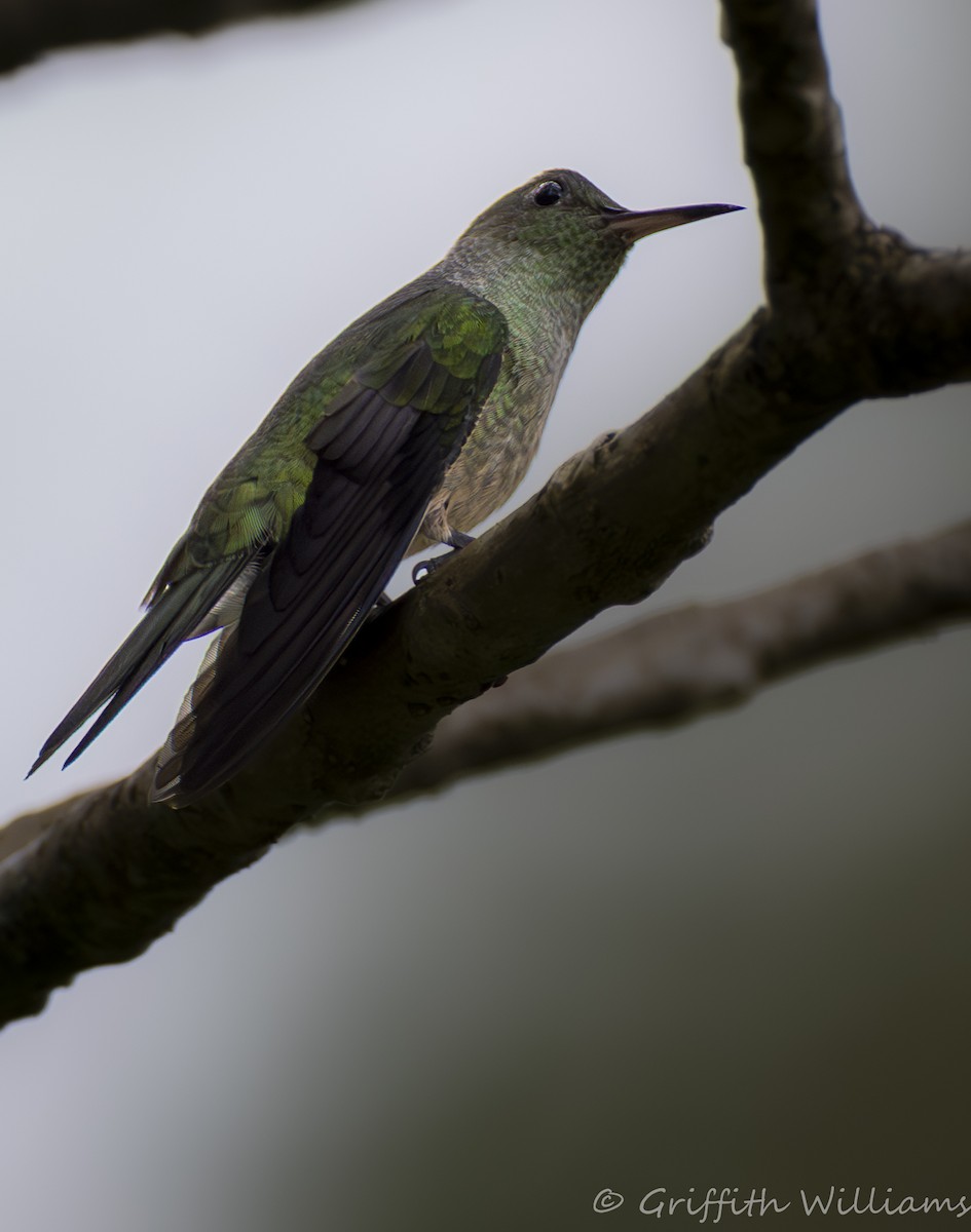 Scaly-breasted Hummingbird - ML641062091