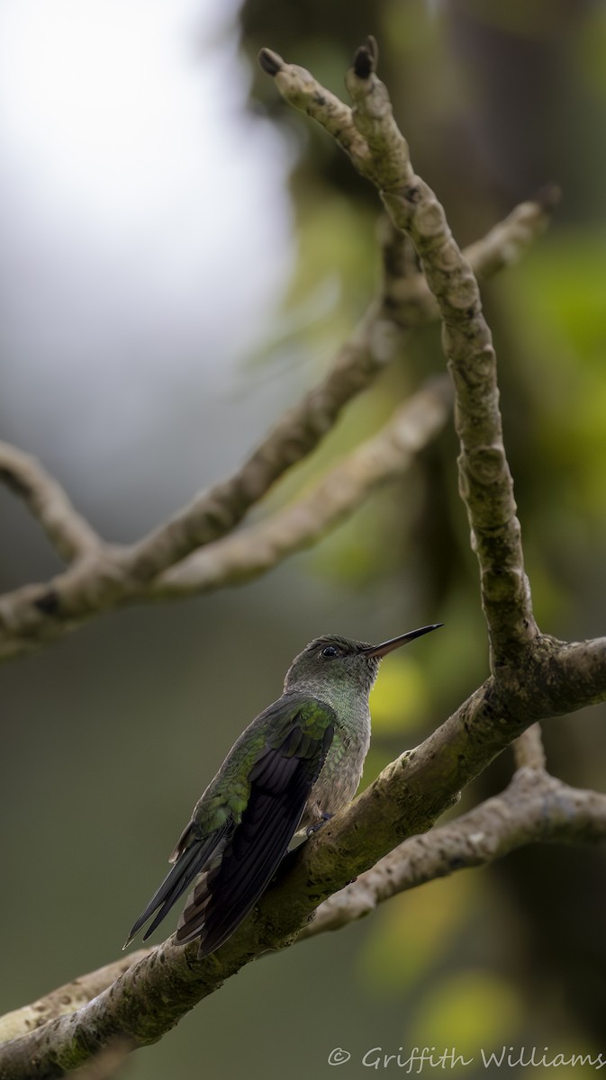 Scaly-breasted Hummingbird - ML641062099