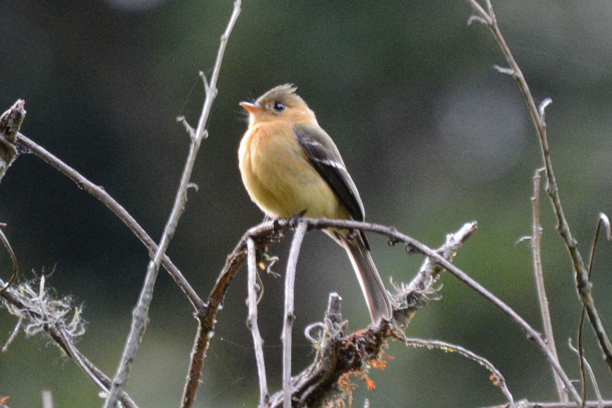 Tufted Flycatcher - ML64106211