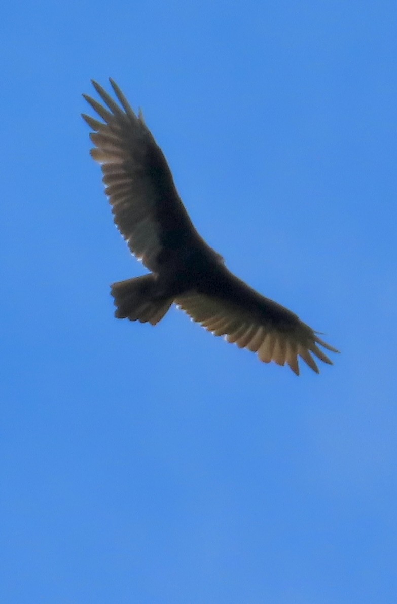 Turkey Vulture - ML641062131