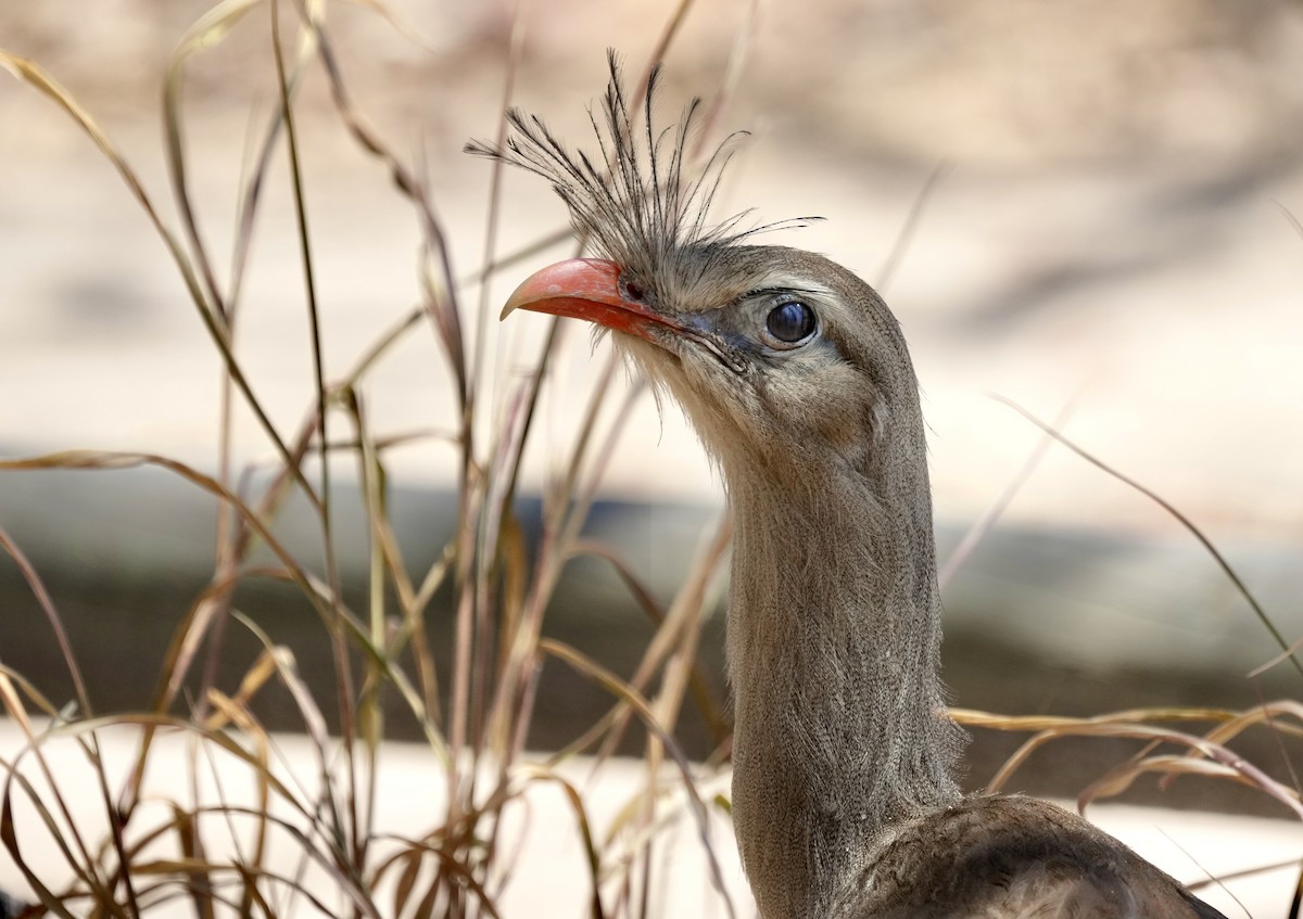 Red-legged Seriema - ML641062147