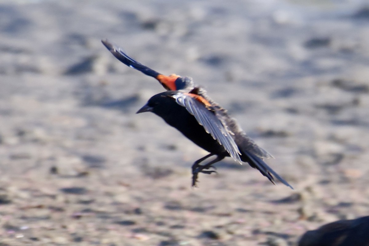Red-winged Blackbird - ML641062174