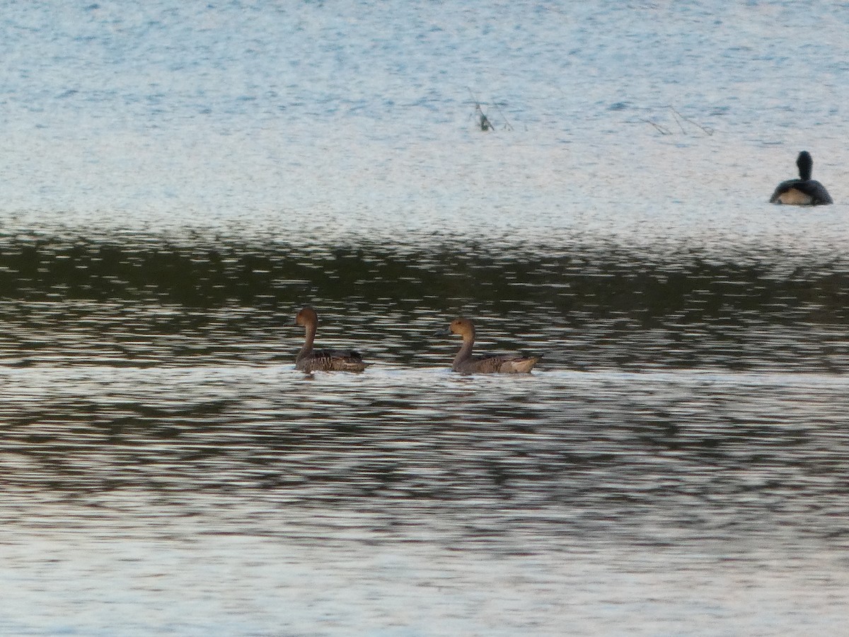 Northern Pintail - ML641062189