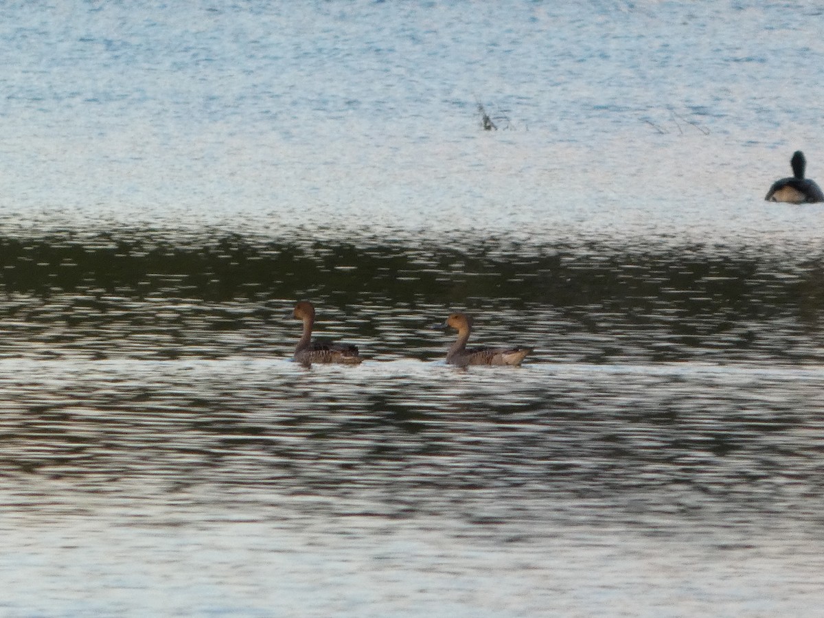 Northern Pintail - ML641062190