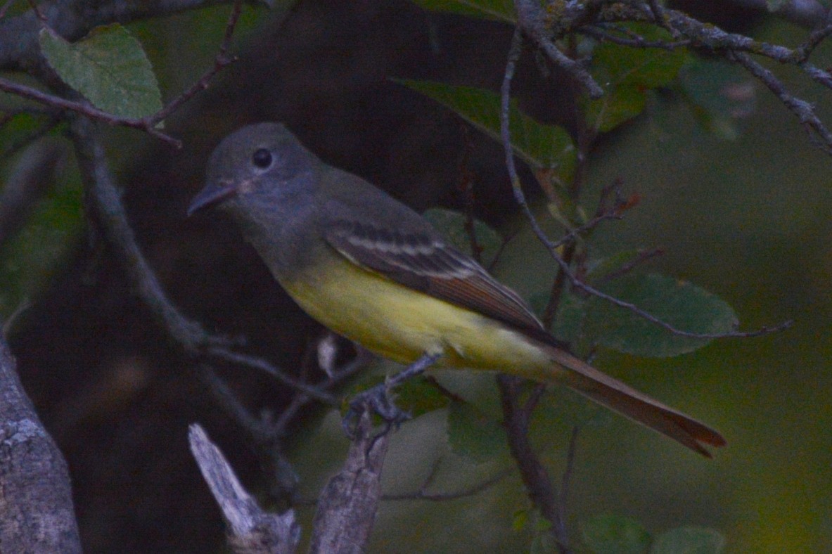 Great Crested Flycatcher - ML641062216