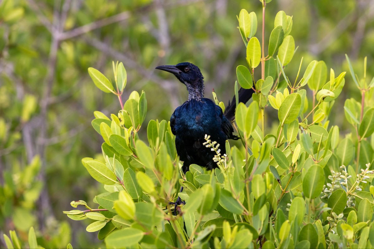 Boat-tailed Grackle - ML641062236