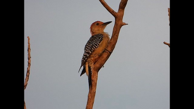 Red-bellied Woodpecker - ML641062241