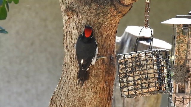 Acorn Woodpecker - ML641062257