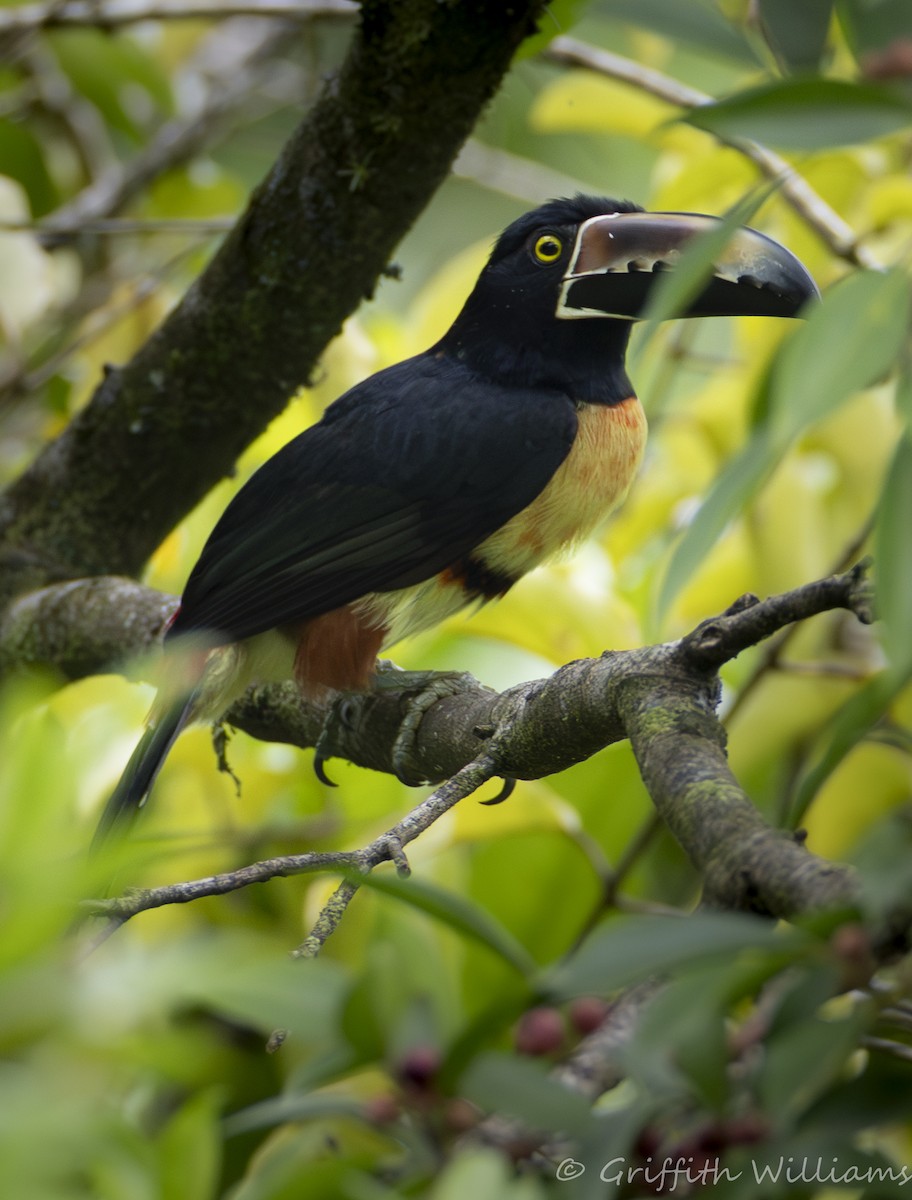 Collared Aracari - ML641062299