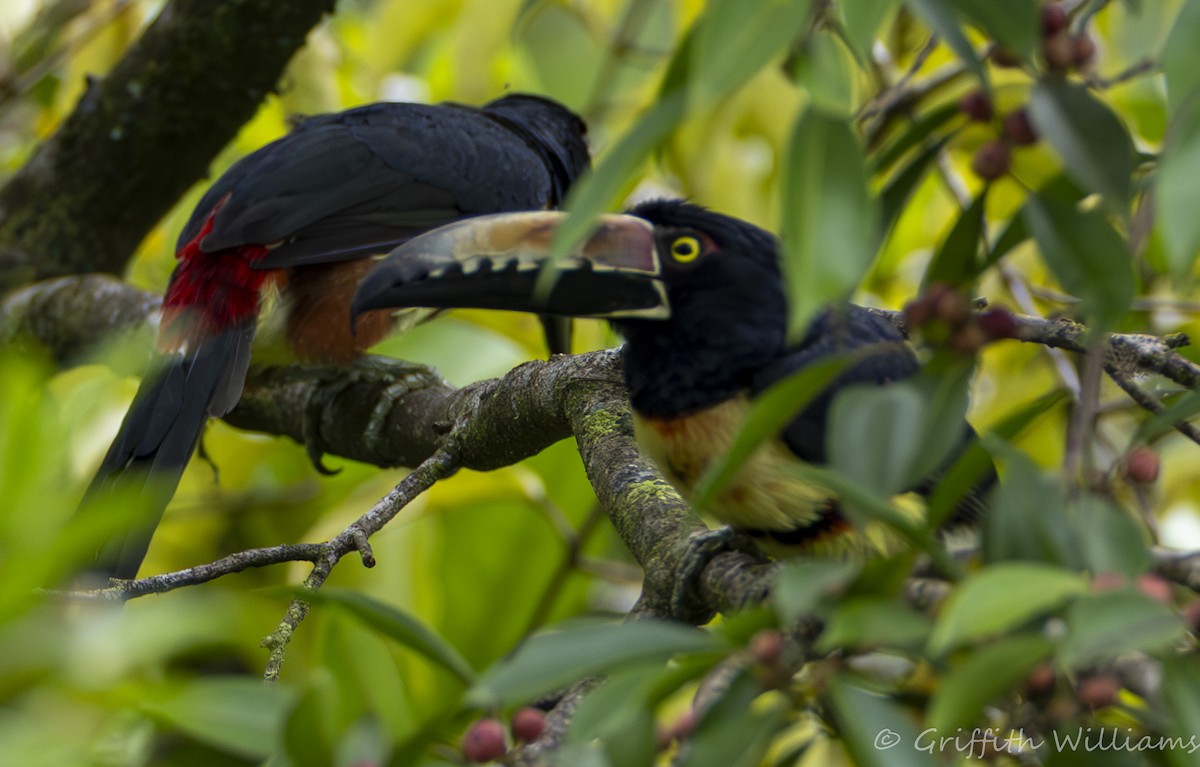 Collared Aracari - ML641062319