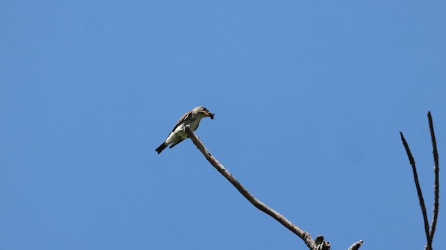 Olive-sided Flycatcher - ML641062320