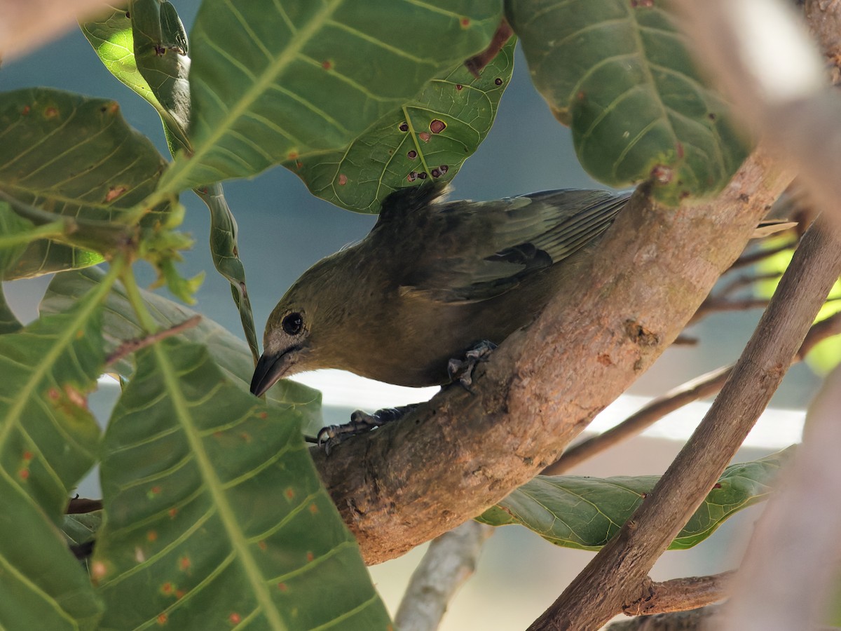 Palm Tanager - ML641062322