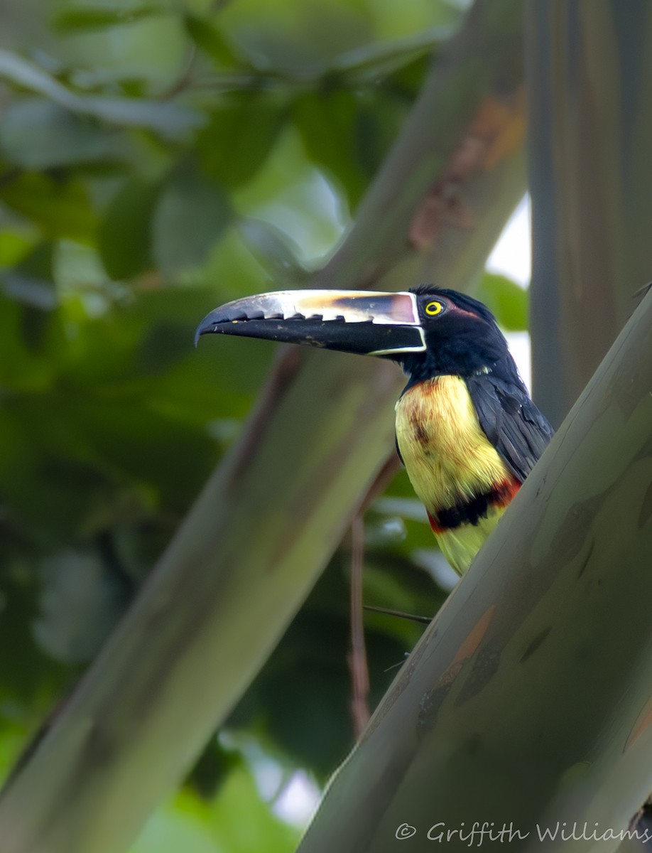 Collared Aracari - ML641062326