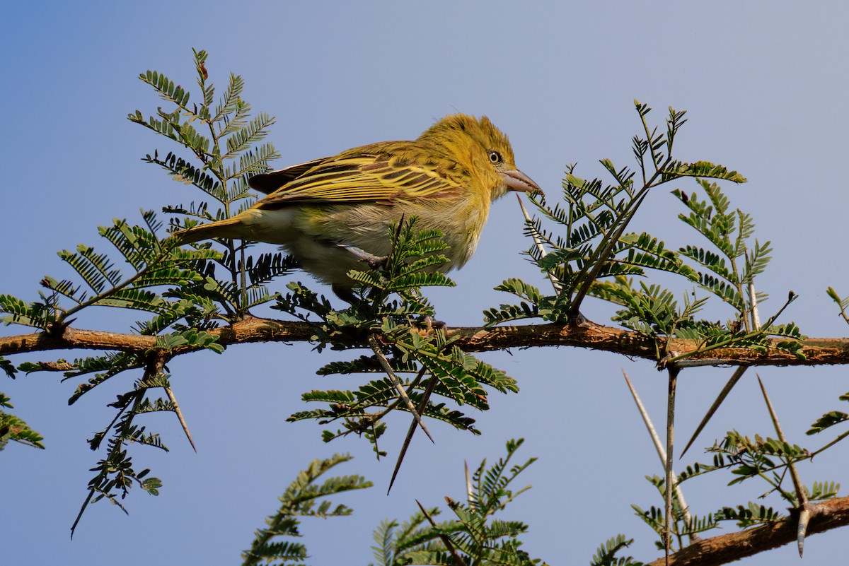 Lesser Masked-Weaver - ML641062337
