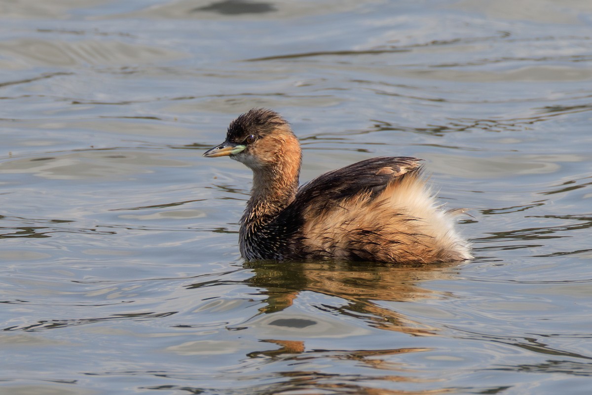Little Grebe - ML641062386
