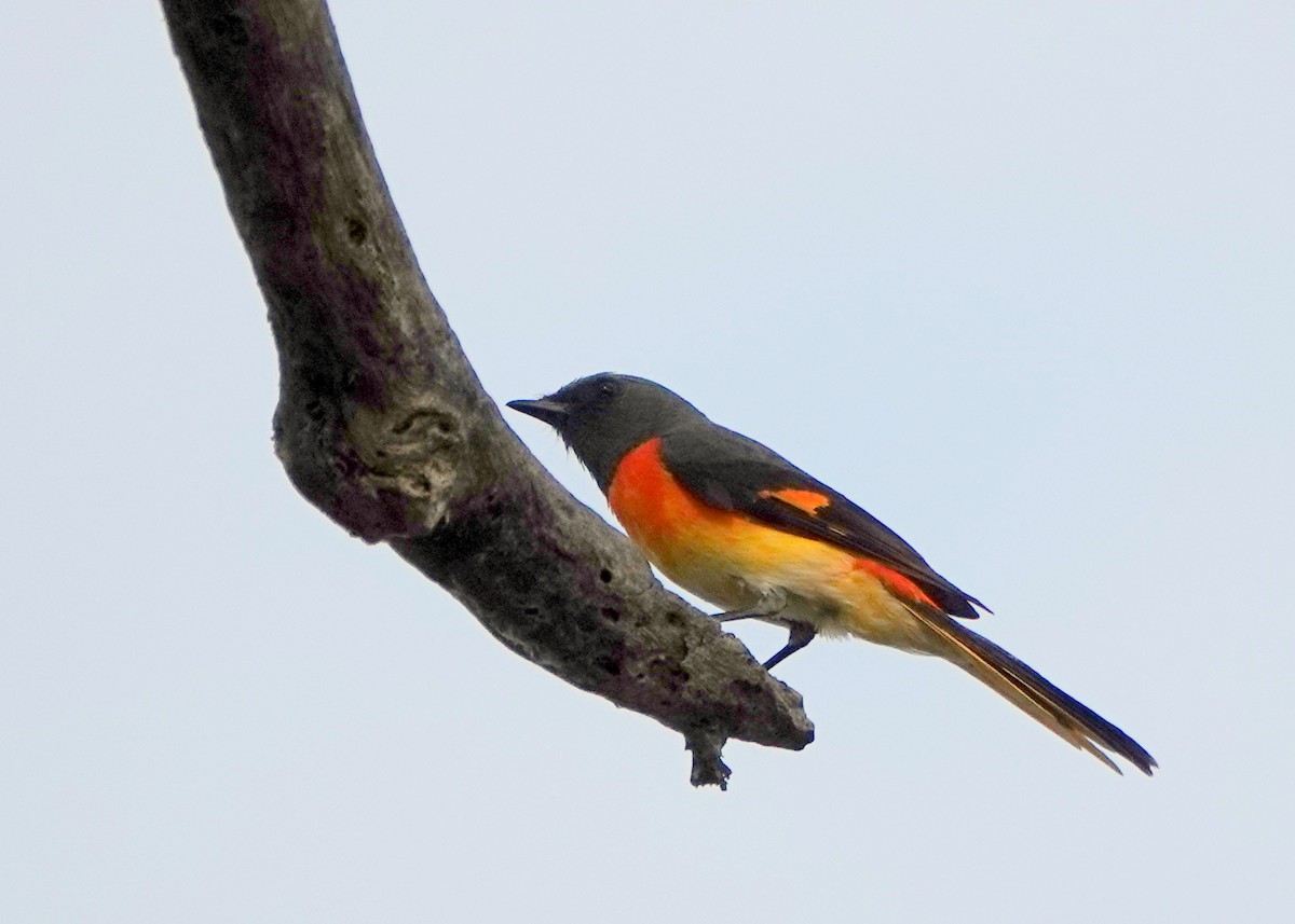 Small Minivet - ML641062400