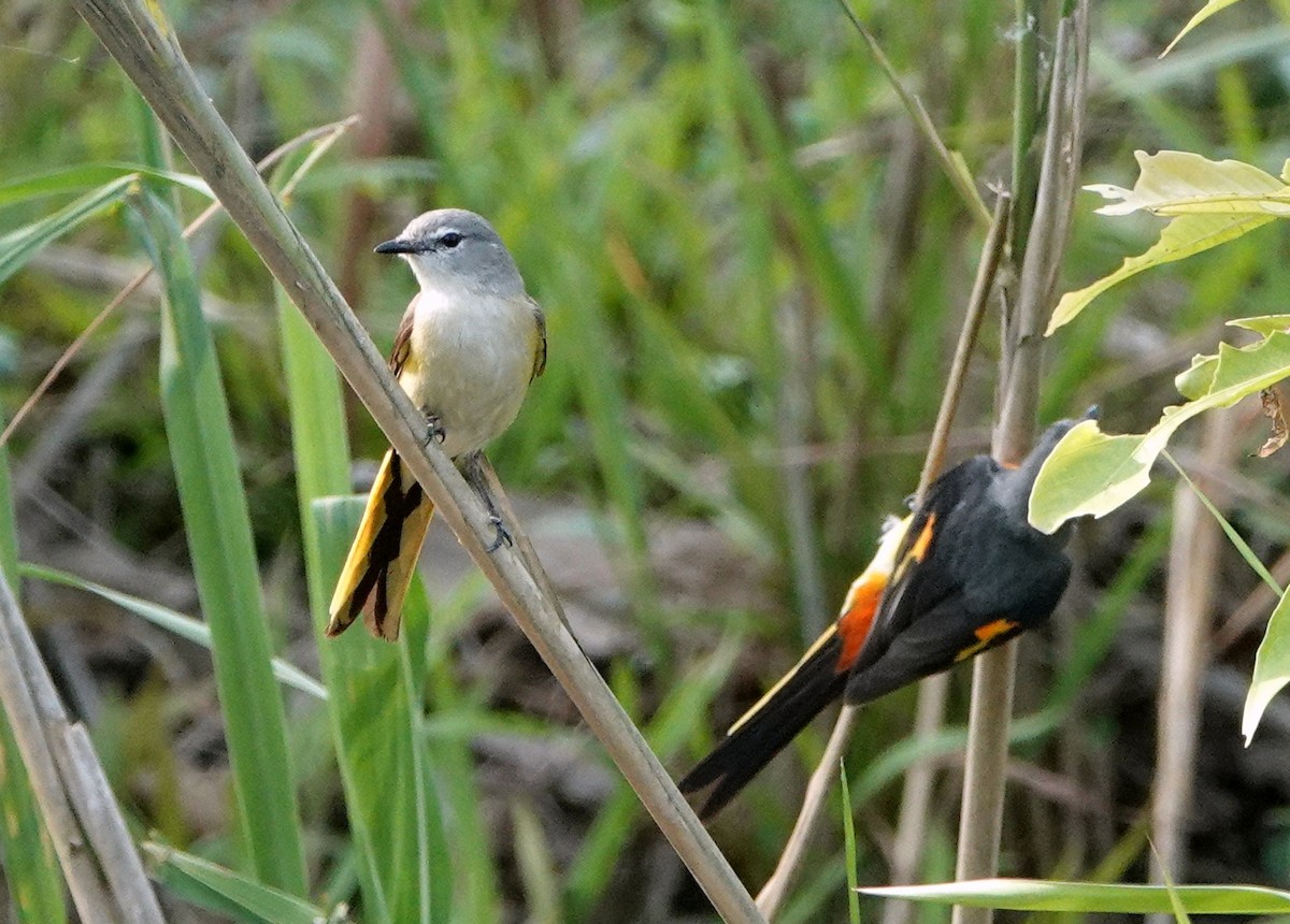Small Minivet - ML641062401