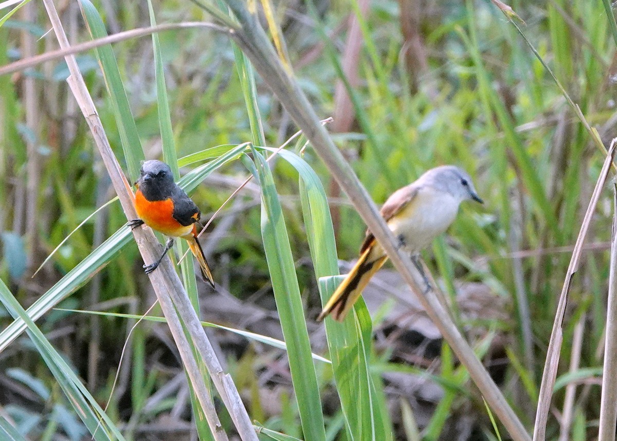 Small Minivet - ML641062403