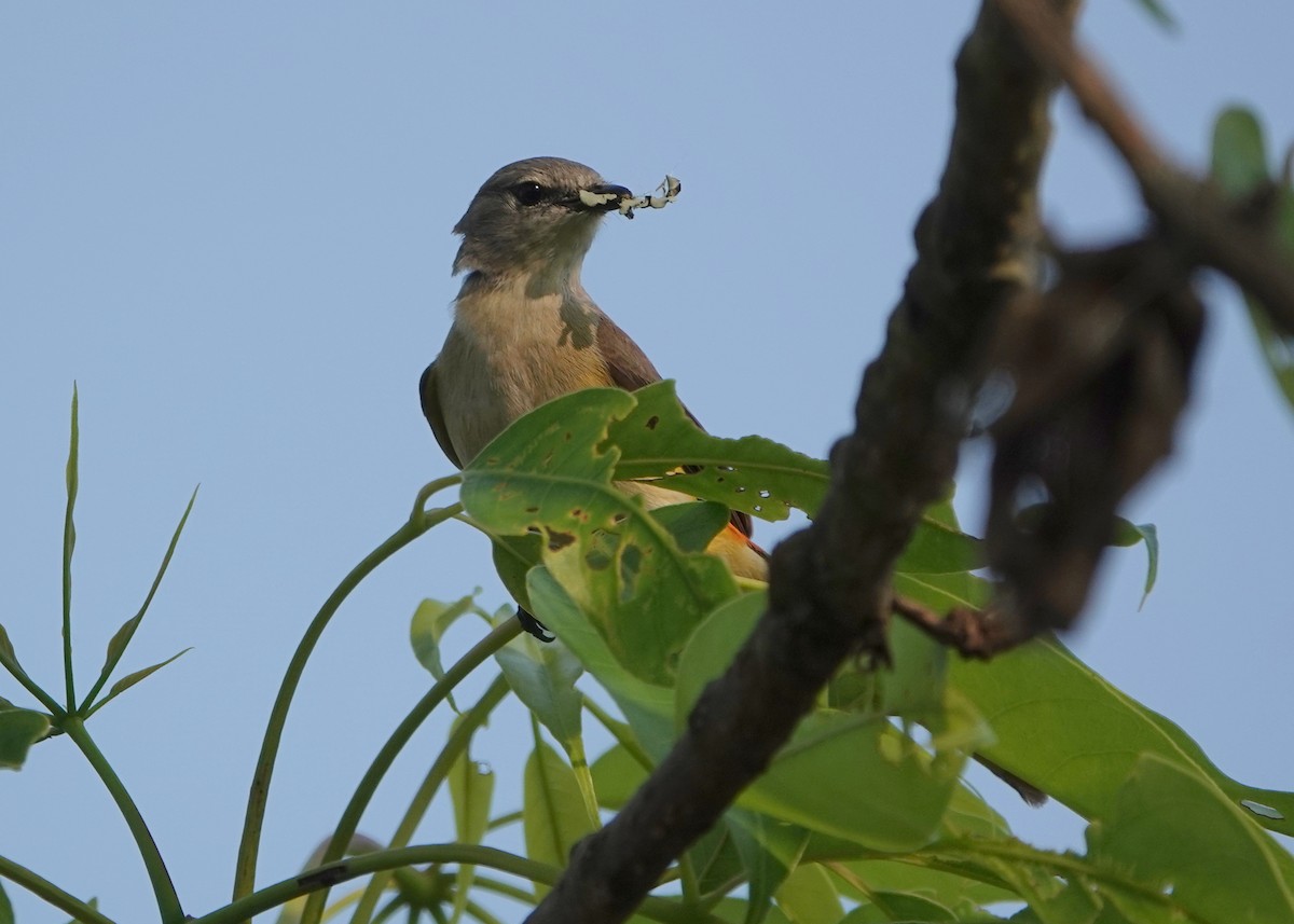 Small Minivet - ML641062404