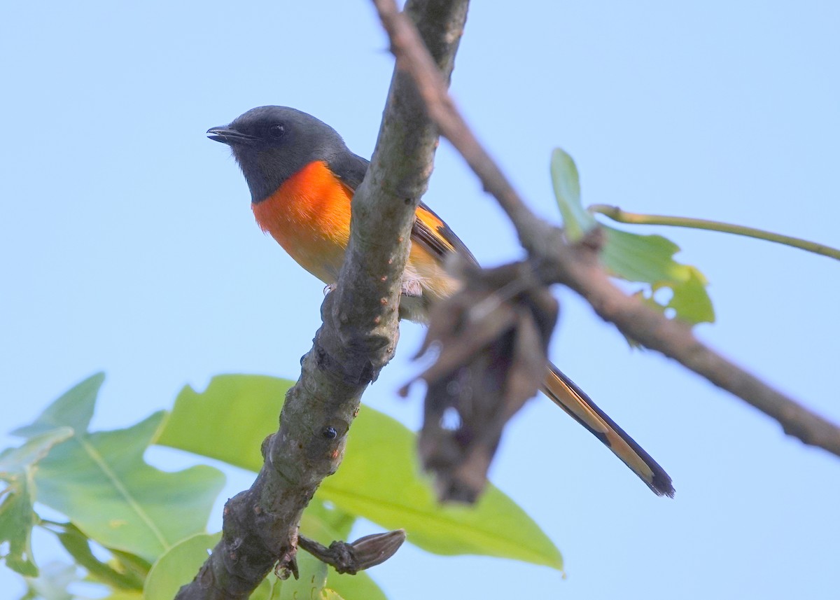 Small Minivet - ML641062407