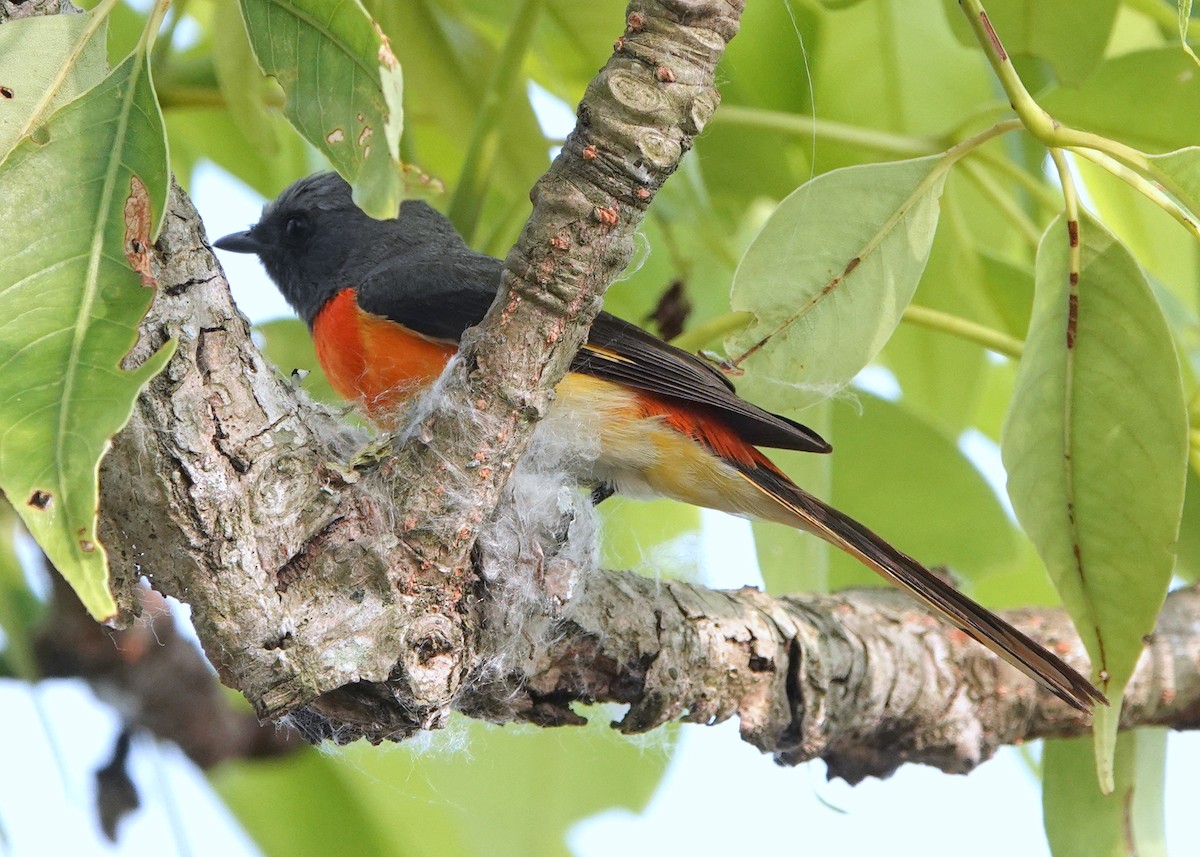 Small Minivet - ML641062409