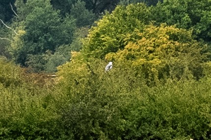 Black-winged Kite - ML641062418