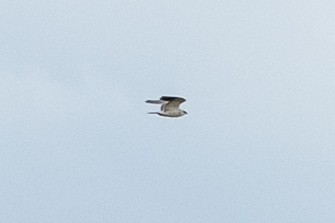 Black-winged Kite - ML641062420
